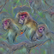 n02487347 macaque